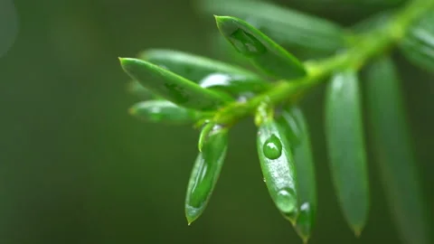 Droplet on the leaf in the rainy day Stock Footage 157577152