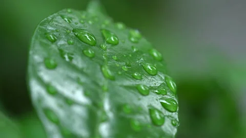 Droplet on the leaf in the rainy day 스톡 동영상 157578231