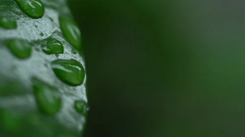 Droplet on the leaf in the rainy day Stock Footage 157578646