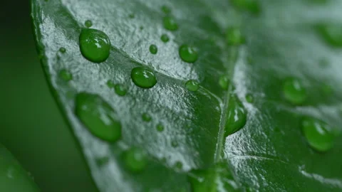 Droplet on the leaf in the rainy day 스톡 동영상 157578649