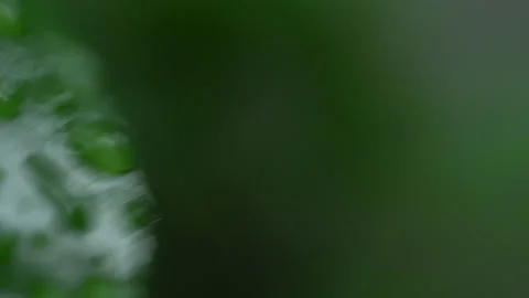 Droplet on the leaf in the rainy day Stock Footage 157579236