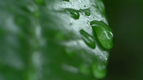 Droplet on the leaf in the rainy day 스톡 동영상 157579912