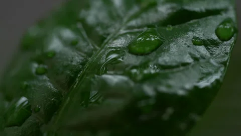 Droplet on the leaf in the rainy day Stock Footage 157579952