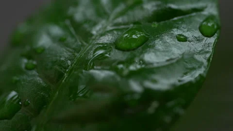Droplet on the leaf in the rainy day 库存影片 157579967