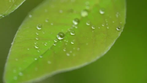Droplet on the leaf in the rainy day 库存影片 157580537