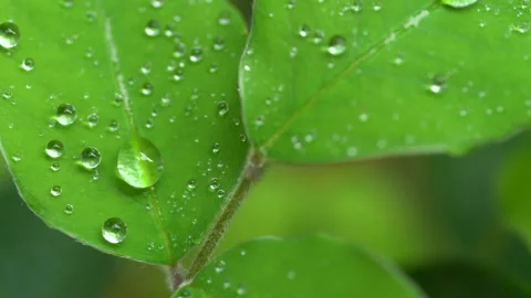 Droplet on the leaf in the rainy day 動画素材 157581744