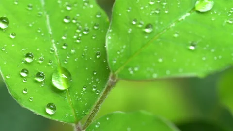 Droplet on the leaf in the rainy day Stock Footage 157581875