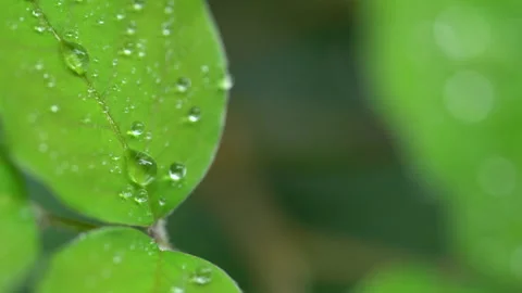 Droplet on the leaf in the rainy day Vídeos de archivo 157582273