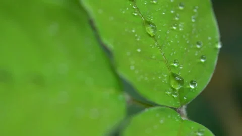 Droplet on the leaf in the rainy day Stock Footage 157582773