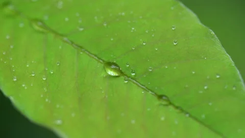 Droplet on the leaf in the rainy day Vídeos de archivo 157583186