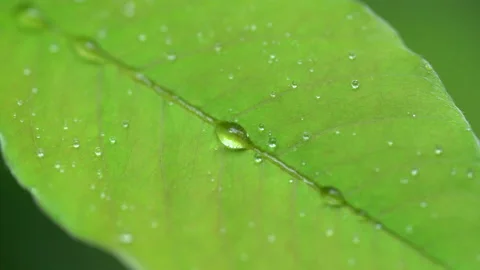 Droplet on the leaf in the rainy day Vídeos de archivo 157583571