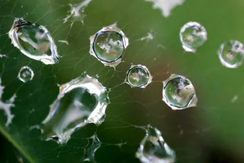 Droplet network Stock Photos