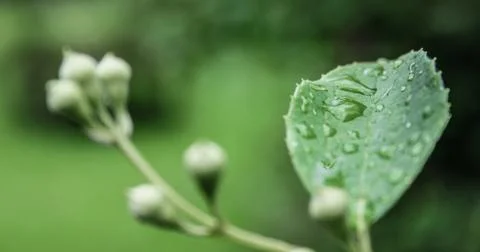 Droplet Stock Photos
