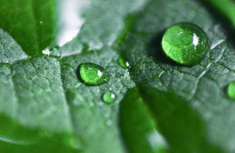 Droplet Stock Photos