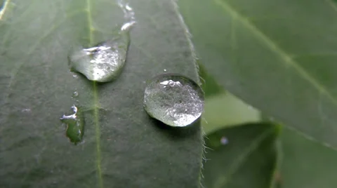 Droplet on a piece 库存影片 39307009