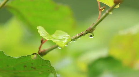 Droplet on Twig 库存影片 43126121