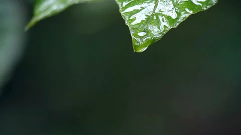 Droplet of water from leaf Stock Footage 25572219