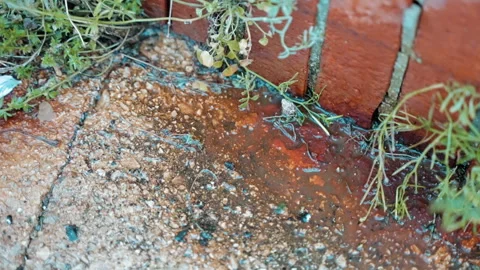 Droplets of clean drinking water dripping from outdoor tap on the ground Stock Footage 244112060