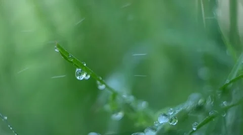 Droplets of dew Stockbeeldmateriaal 64921928