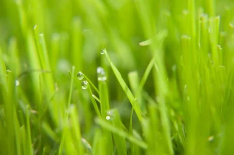 Droplets of dew Foto stock