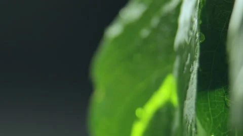 Droplets fall from soaked green leaves on black background Stock Footage 231721182