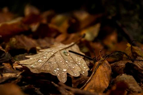 Droplets on fallen leaves Stock Photos