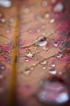 Droplets On Fallen Leaves Stock Photos