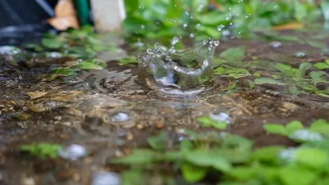 Droplets falling into garden puddle Video stock 106349734