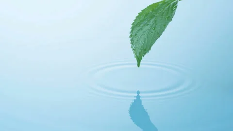 Droplets Falling from Leaves and Their Ripples Stock Footage 327406932