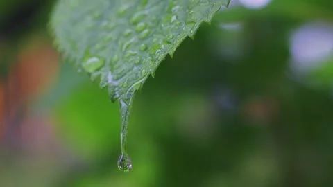 Droplets falling from leaves Stock Footage 319907405