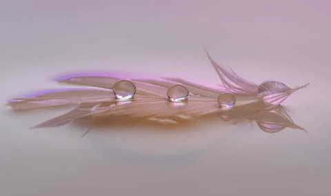 Droplets on a feather in a milky liquid Foto stock