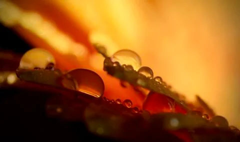 Droplets on flower. Stock Photos