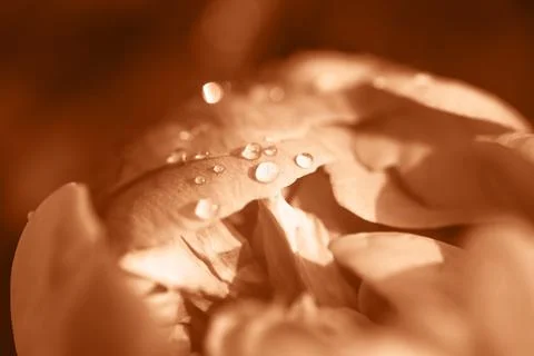 Droplets on a flower Stock Photos