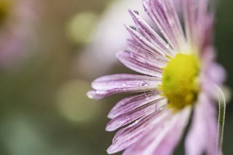 Droplets on flower Stock Photos