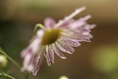 Droplets on flower Stock Photos