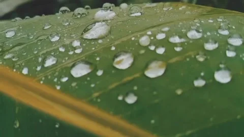 Droplets Stock Footage 245440989