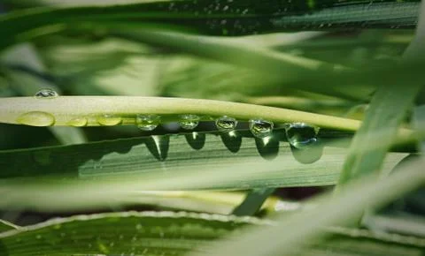 Droplets on grass Stock Photos