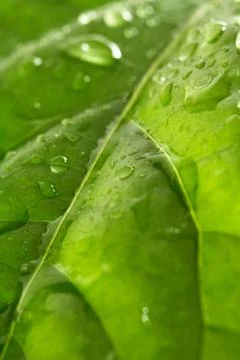 Droplets on a leaf Stock Photos