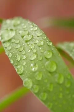Droplets on a leaf Stock Photos