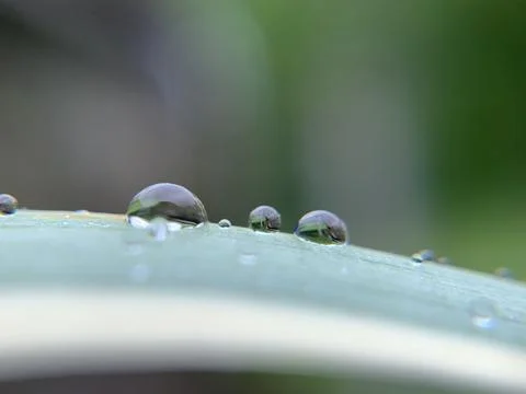 Droplets on leaf Stock Photos