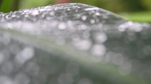 Droplets on leaf, Rio Platano Biosphere Reserve Stock Footage 62389012