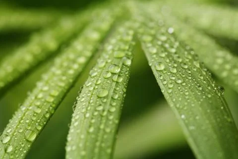 Droplets on leafs Stock Photos