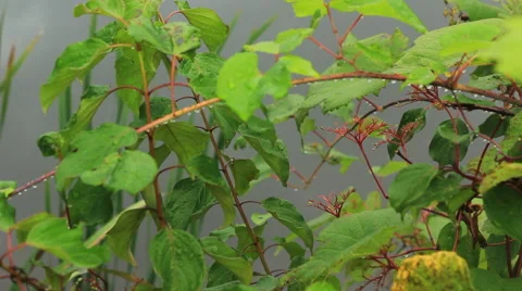 Droplets on Leaves 库存影片 43126141