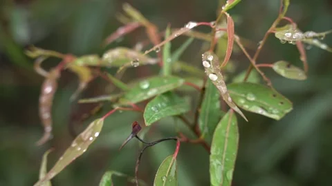 Droplets on leaves Stock Footage 172429034