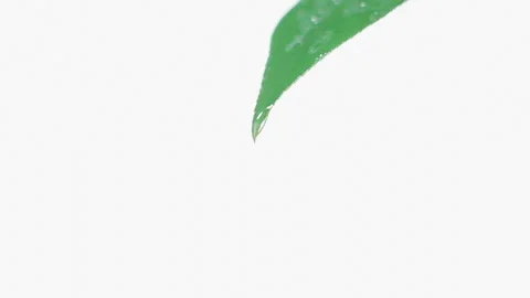 Droplets of Leaves Stock Footage 327403632