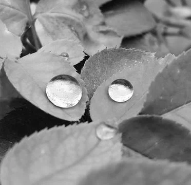 Droplets on leaves Stock Photos