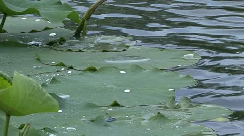 Droplets on lilies Video stock 10899532