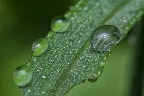 Droplets moisture Fotos de archivo