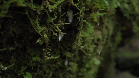 Droplets on moss slomo Stock Footage 90541301