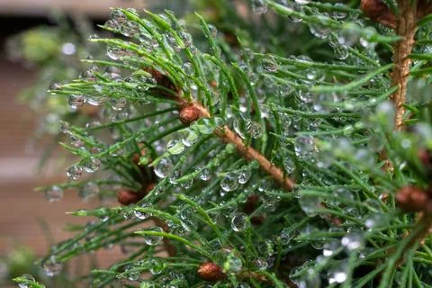 Droplets on needles of a spruce Stock Photos